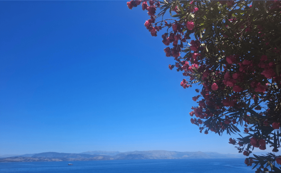 Photo of blossom against a seascape in Corfu, Greece.